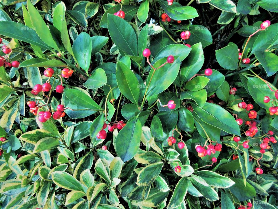 closeup of a shrub