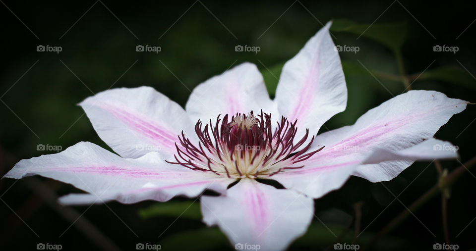 Portrait of a pink and white clematis flower, with a dark green blurry background 