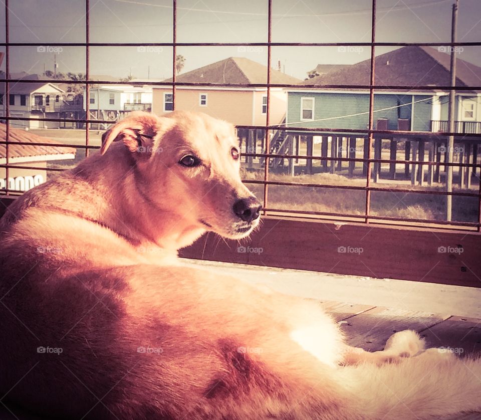 Doesn't matter if it's winter or summer we love the beach. My pup relaxing on the balcony of our hotel room. 
