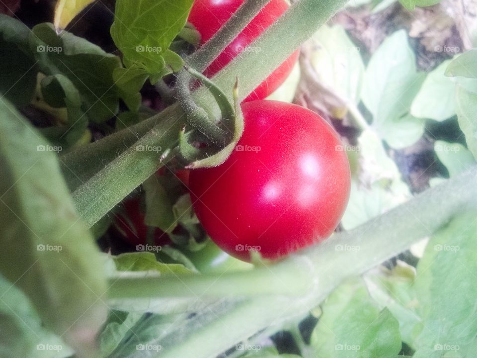 Tomato on the vine