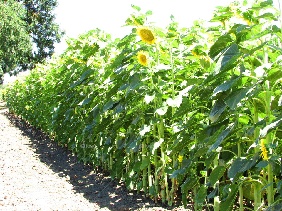Sunflower field, in Dixon California