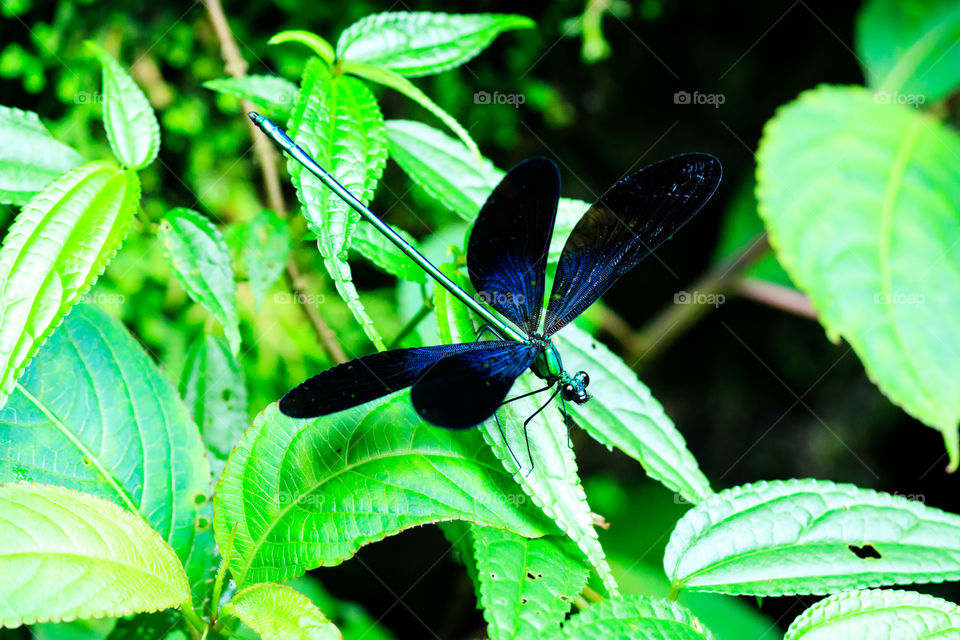 Macro Image of Spotted blue color grasshopper (Scientific Name: Aularches miliaris) or Dragon-fly on branch isolated on natural background. Insect Animal. Close up