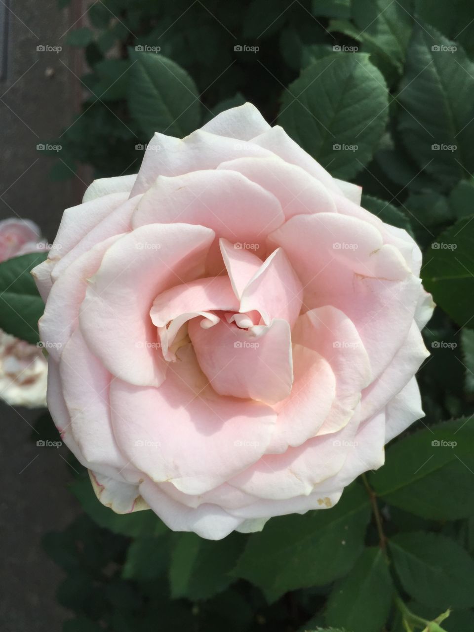 Pink Rose 