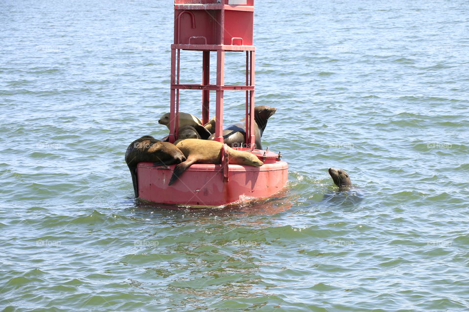 Sea otters 