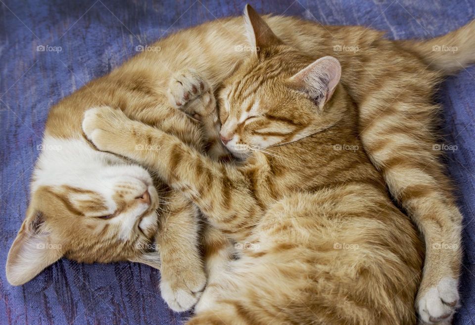 Ginger cats sleeping together in hug