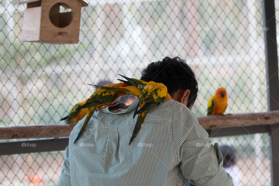 Bird on the back of person