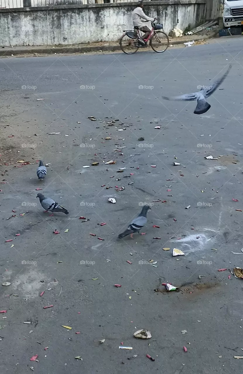 Pigeon