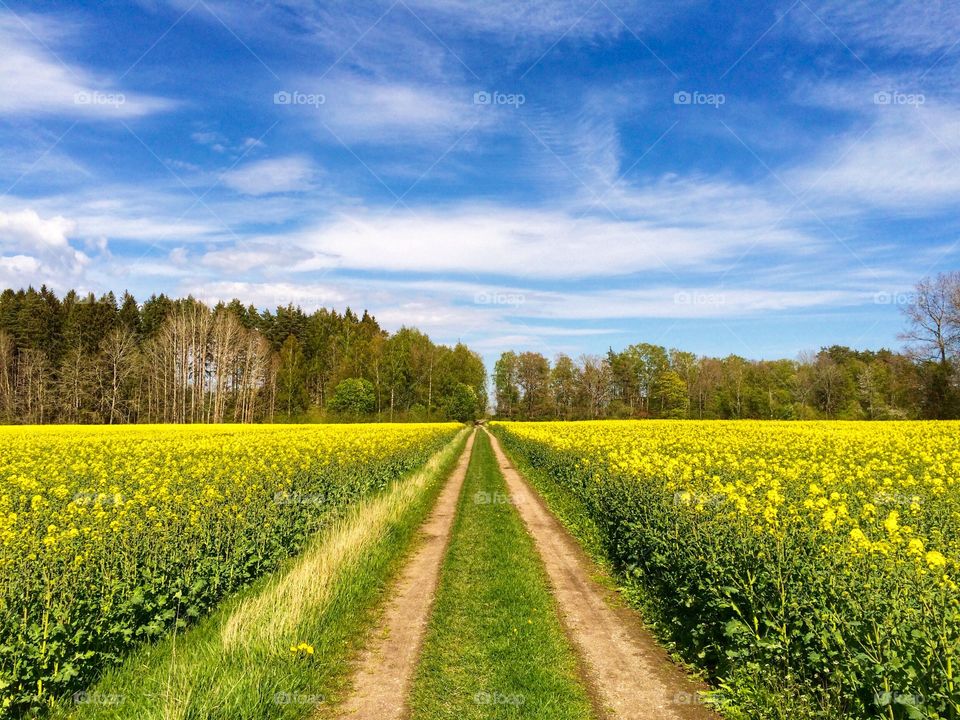 Yellow fields against cloudy sky