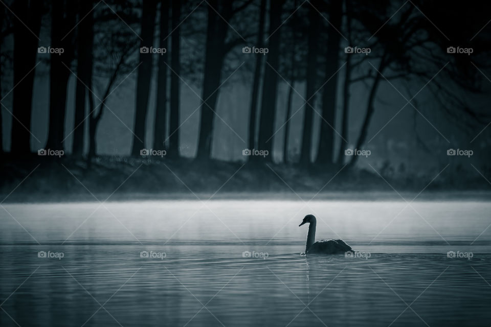 A calm melancholic scene of a Mute Swan drifting by on the lake, backdropped by a wooded cove. Blue monochrome filter. 
