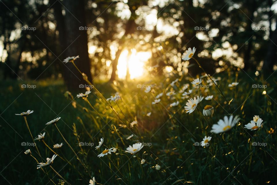 Field of daisies at sunset with woods behind. Flowers in a wooded field with sun and woods in background 