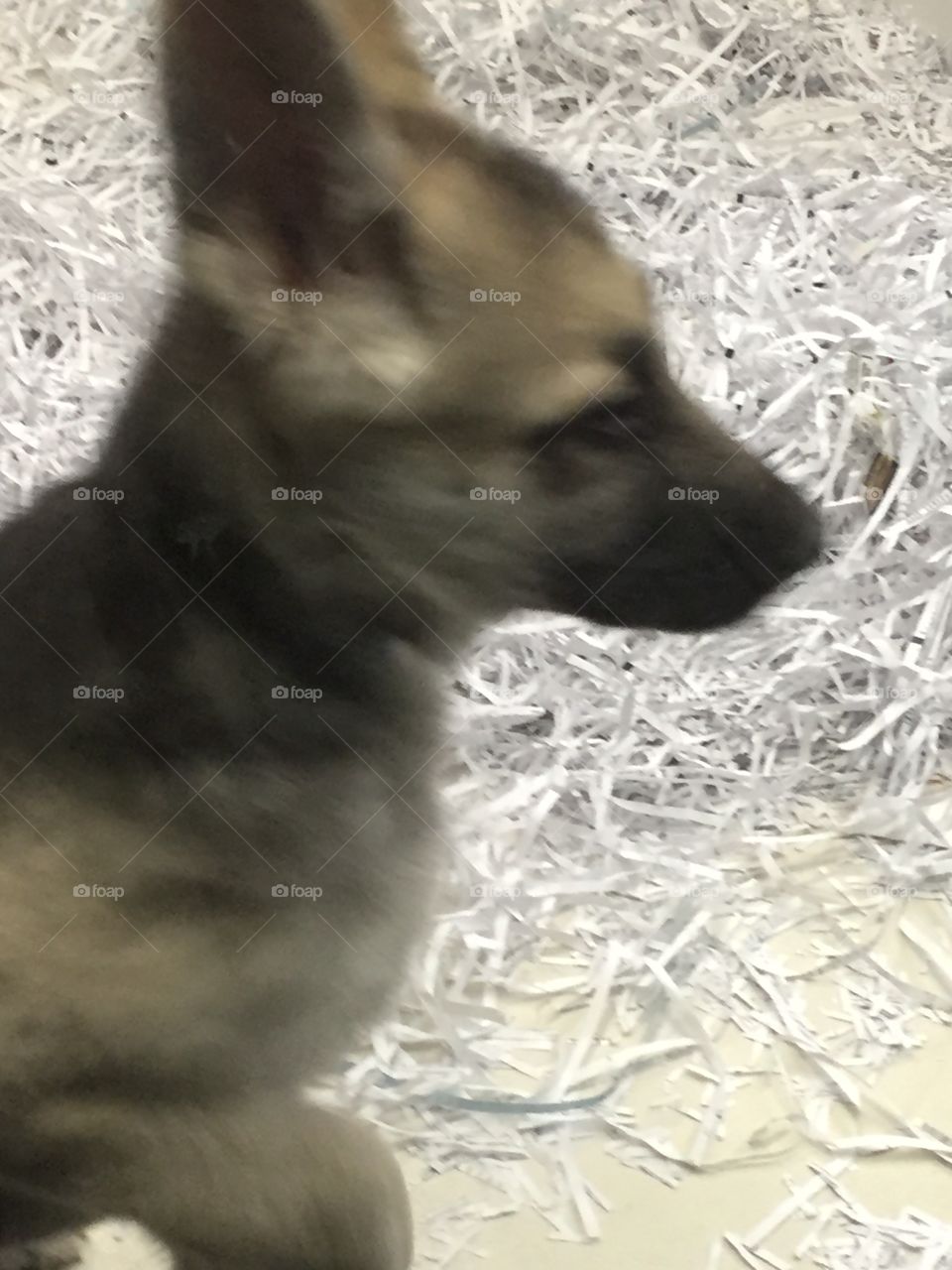 Out of focus puppy
