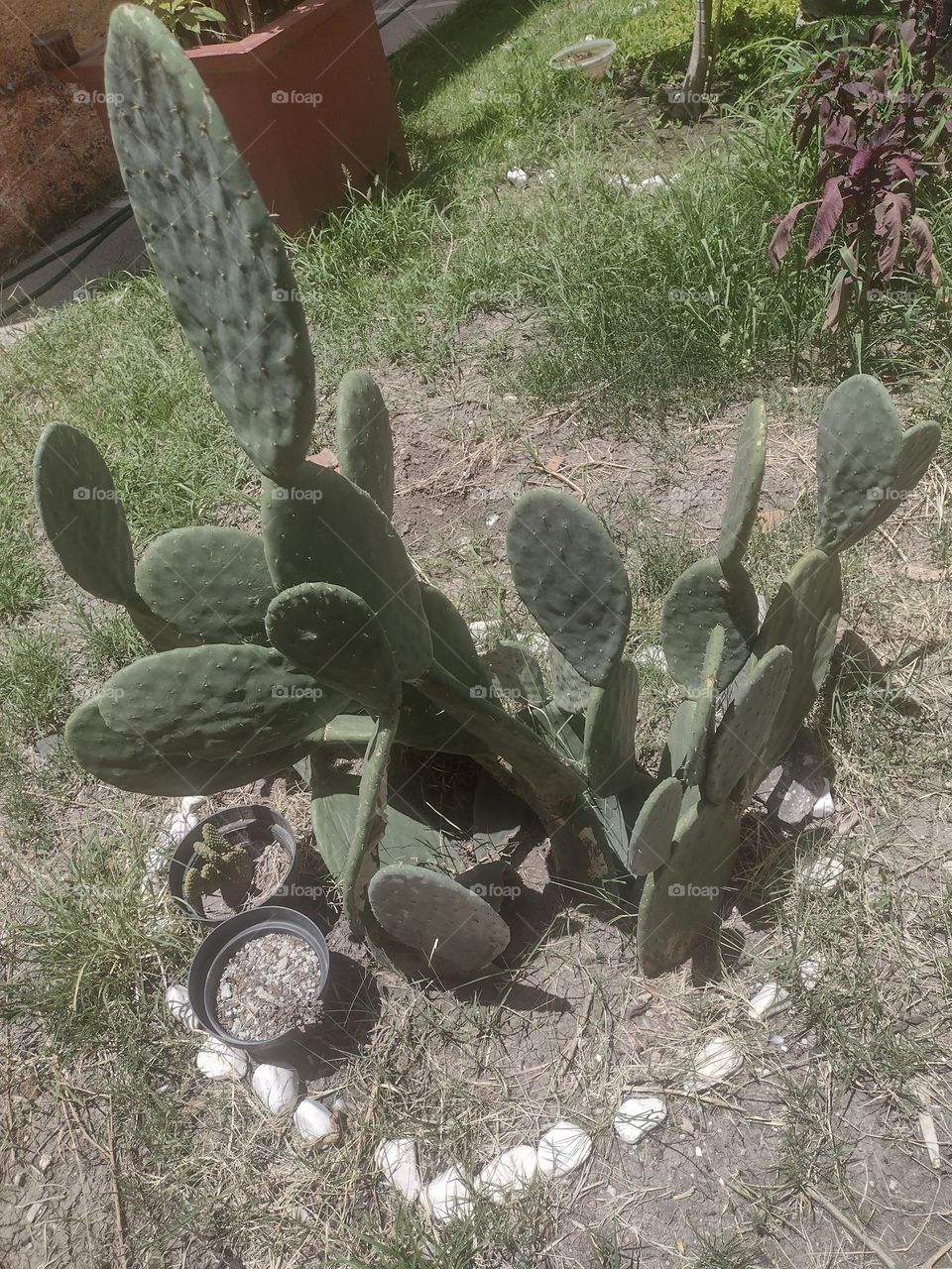 Nopal