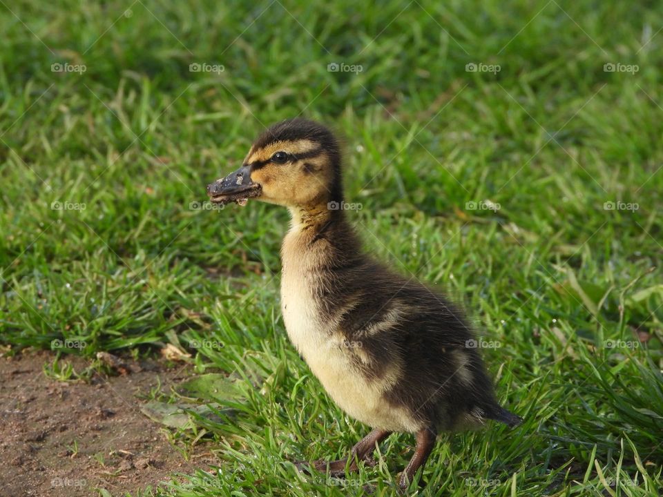 A duckling at the river 