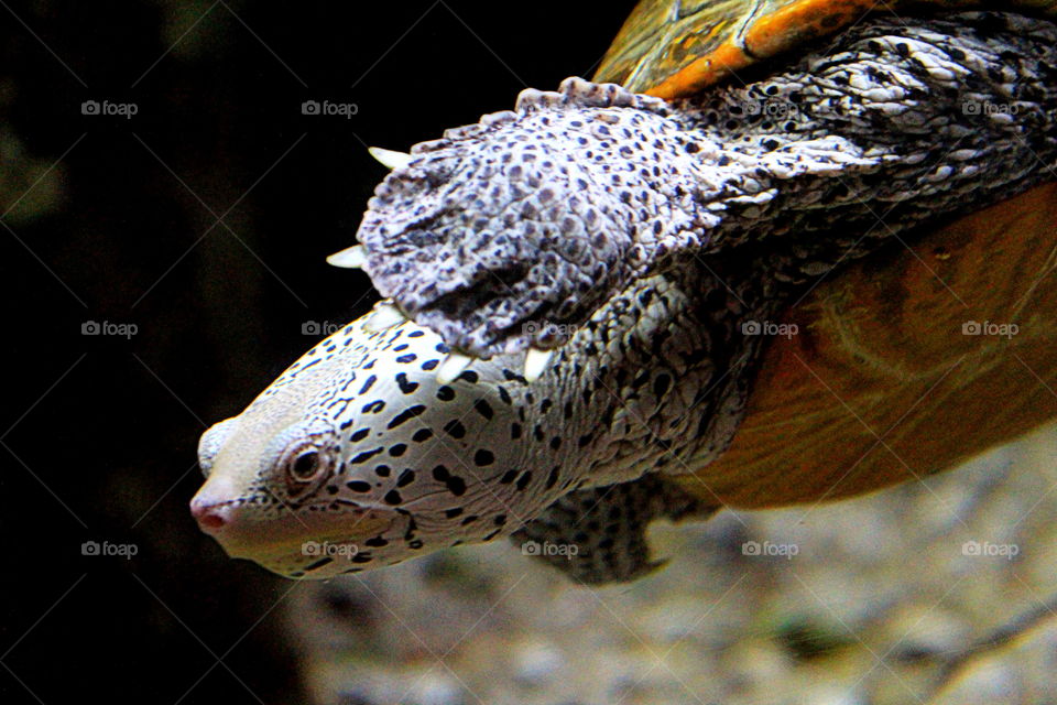 A white turtle with black dots swimming in the water at the Newport Aquarium in Kentucky 