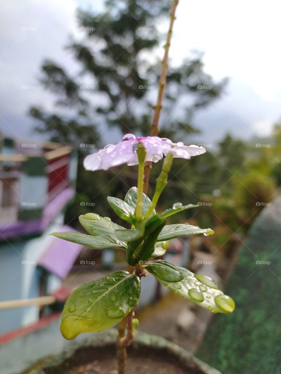 The Himalayan weather system is unique, you are enjoying a soothing and comforting sunshine and next moment it can start raing. Raindrops on the bloom confirm this sudden change in weather conditions