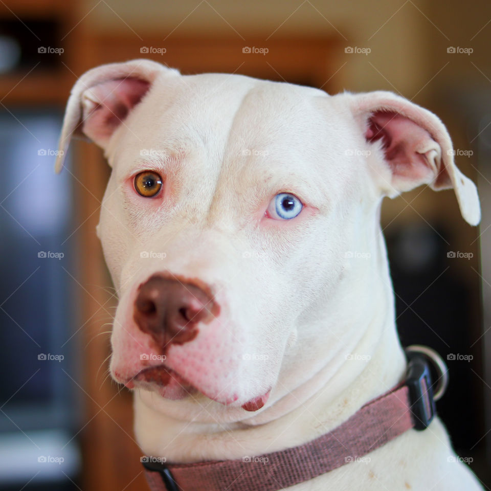 Portrait of White Pitbull with One Red Eye and One Blue Eye