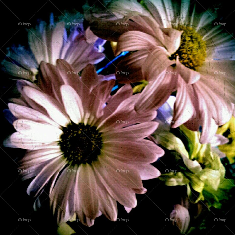 cotton candy. flashlight effects