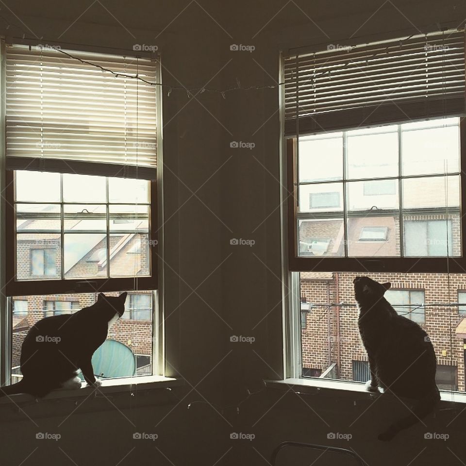 Cats in the Window