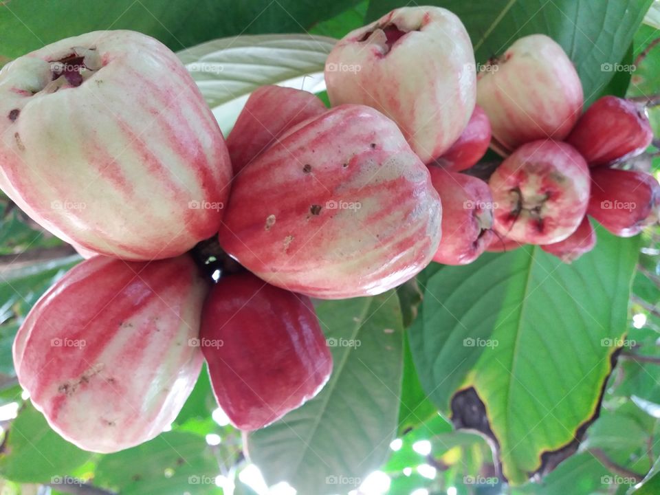 jambo-rosa or jambo is the fruit of a species of Jambeiro