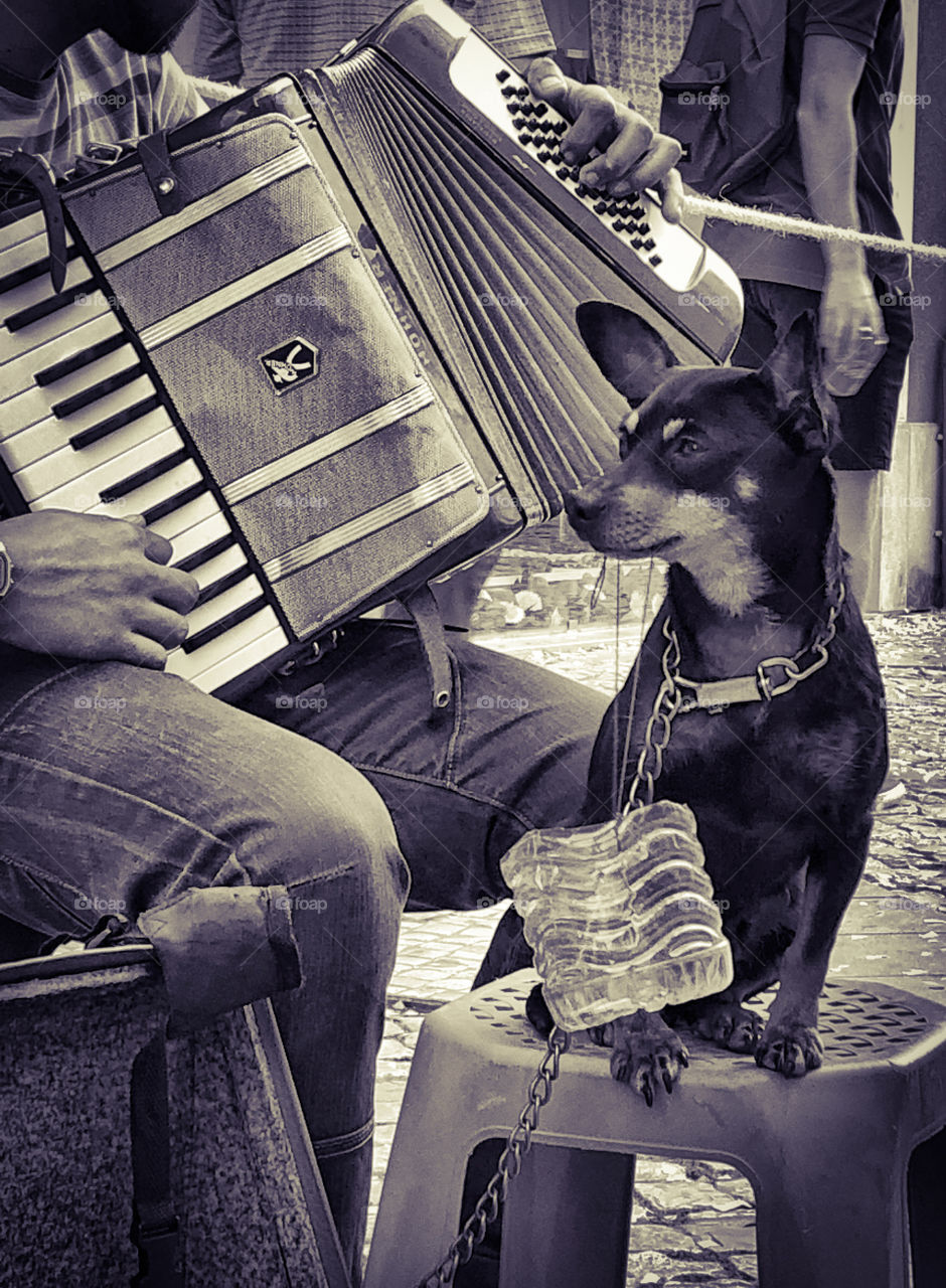 His master’s voice - a small dog aids in busking as his owner plays accordion in a street in Portugal 