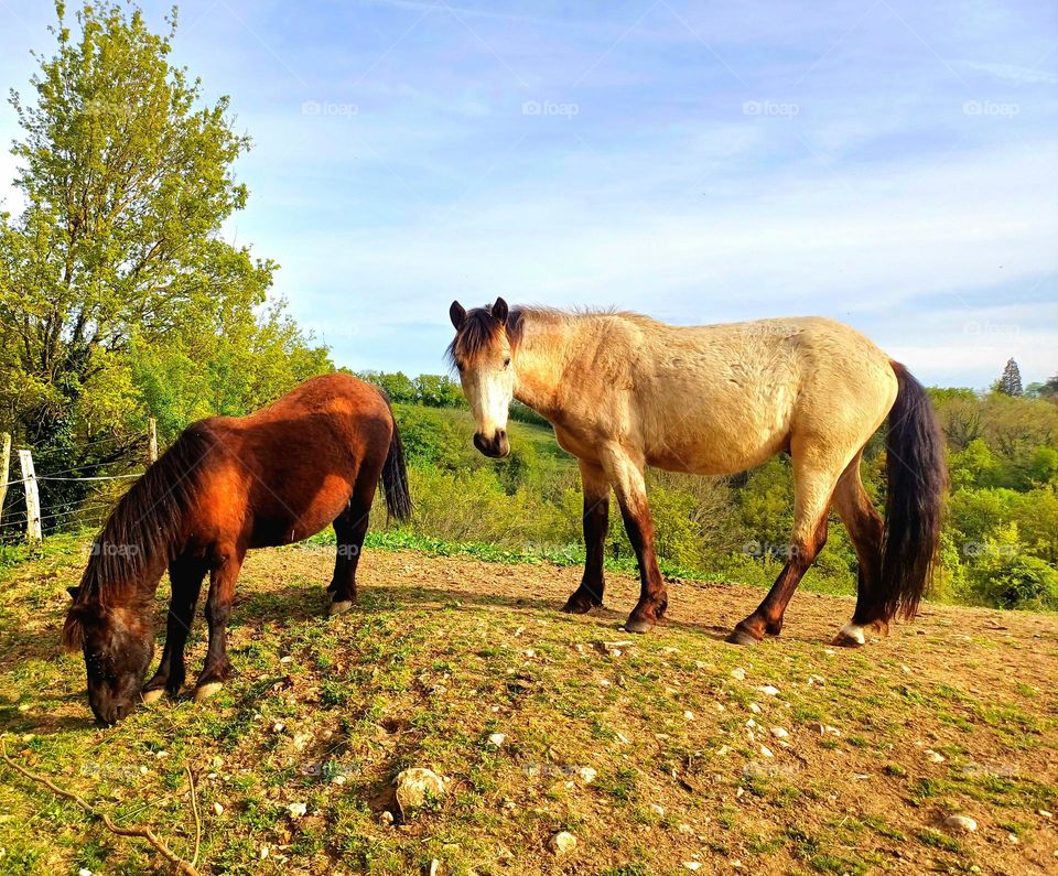 A brown and a White Horse in the nature