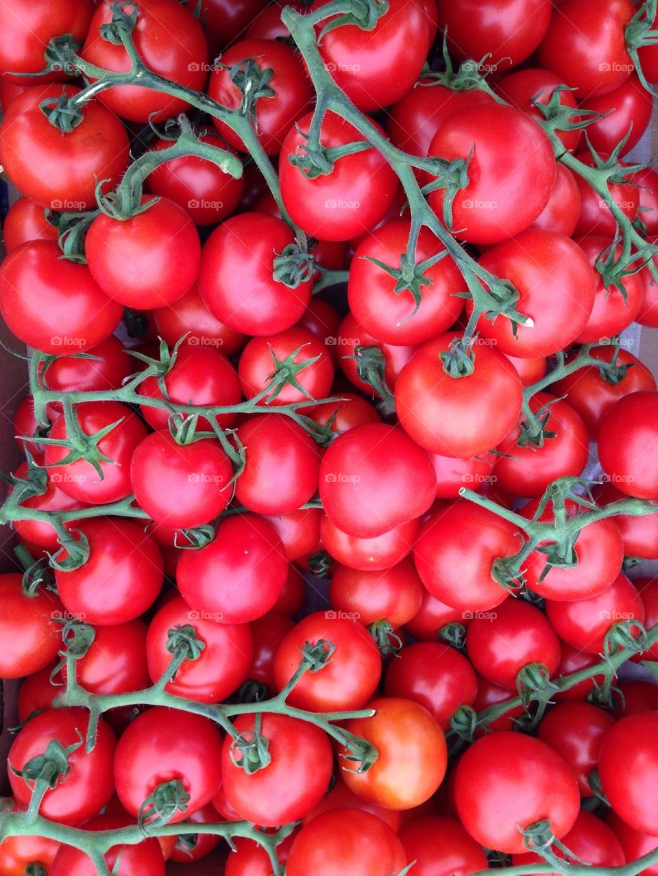 Farm tomatoes