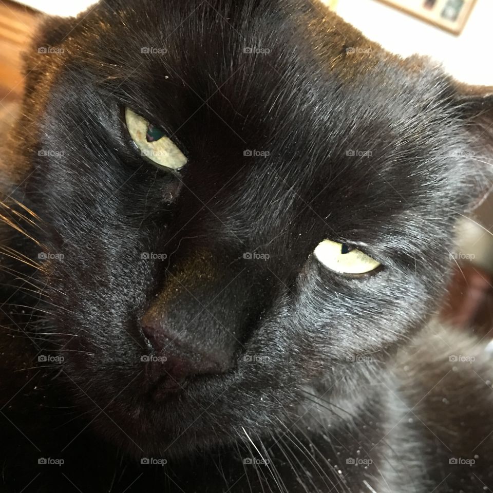 Black cat face, close up, eyes half closed!