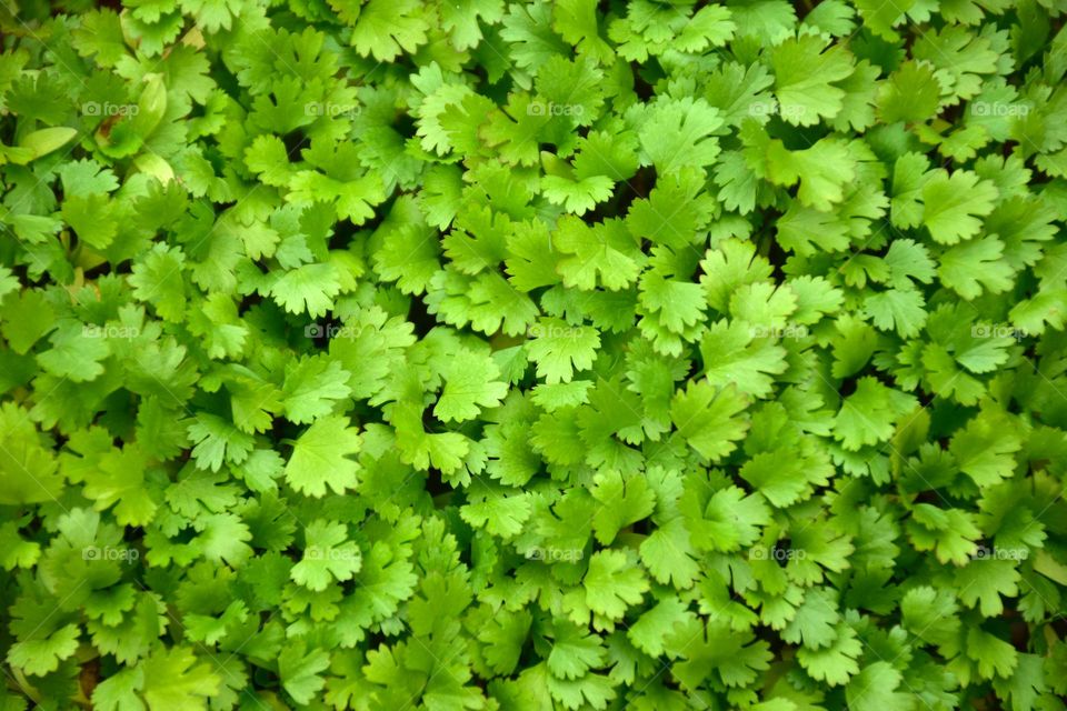 Coriander leaves