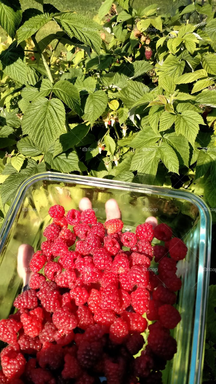 ripe raspberries. garden
