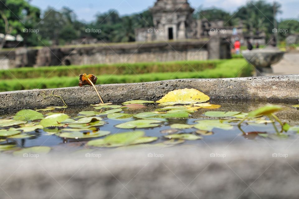 teratai flower