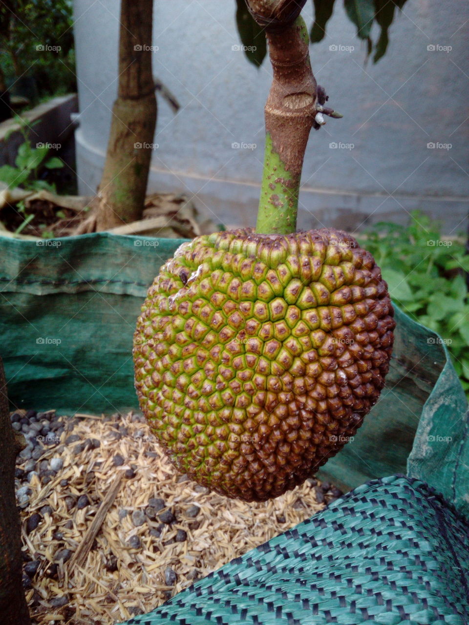 Nangka
