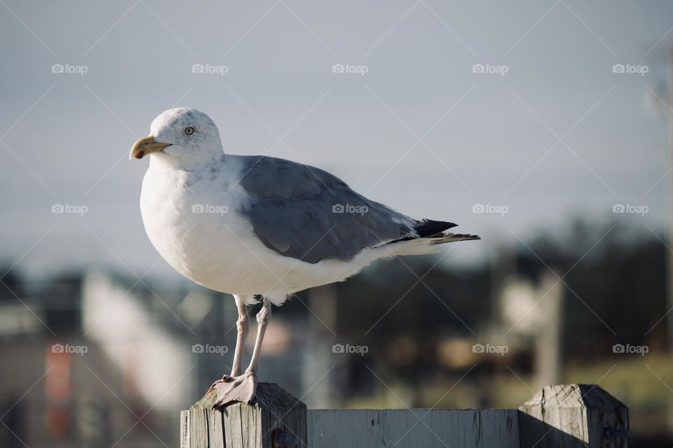 Lookout seagull 