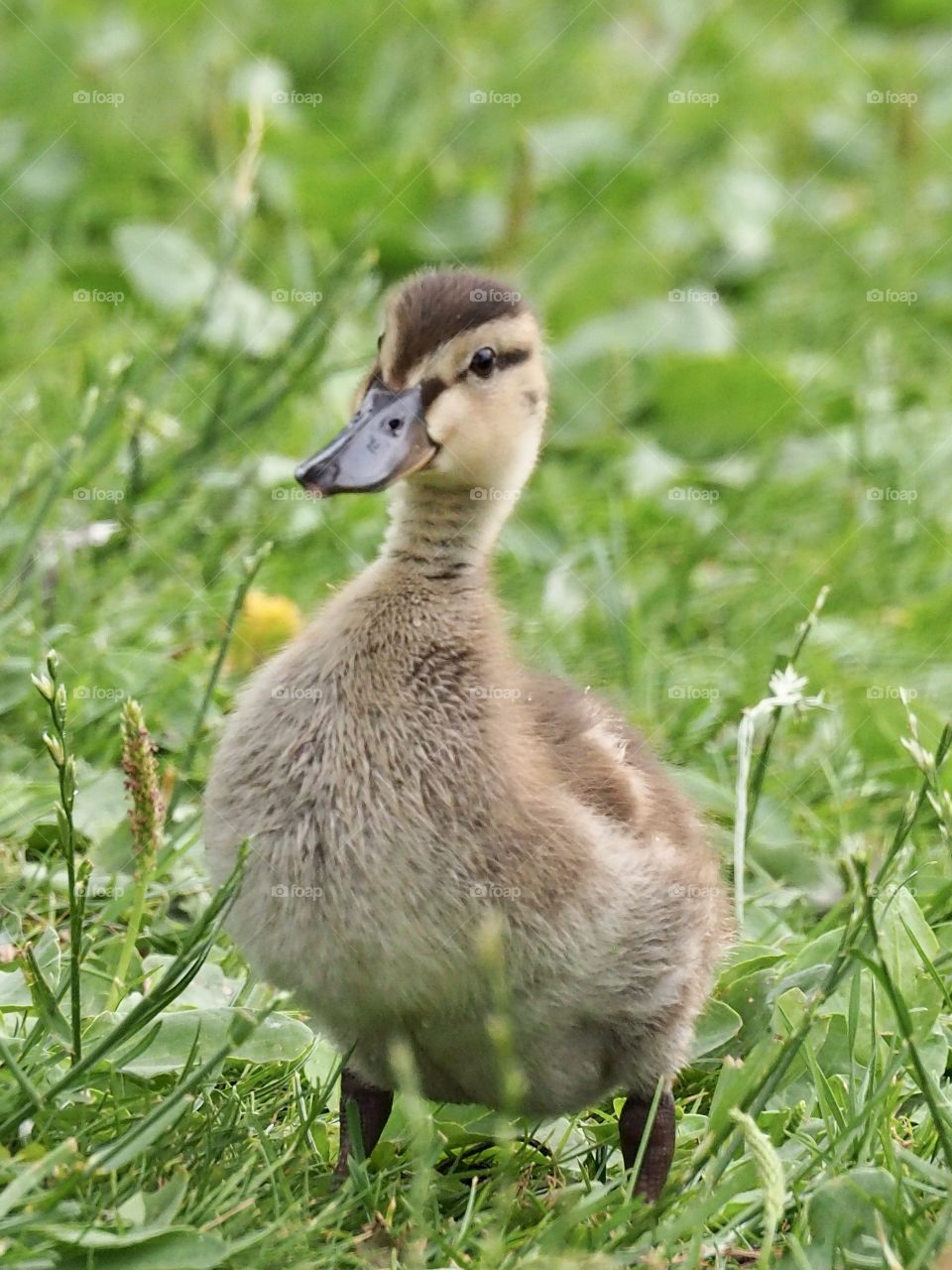 Duckling