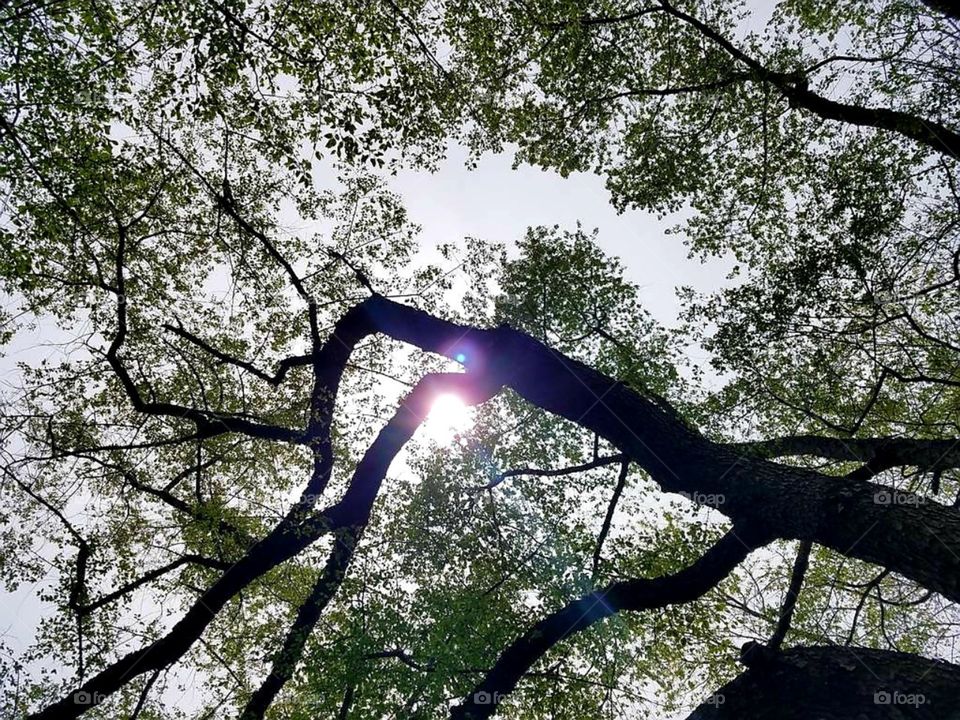 Peeking sun in tree