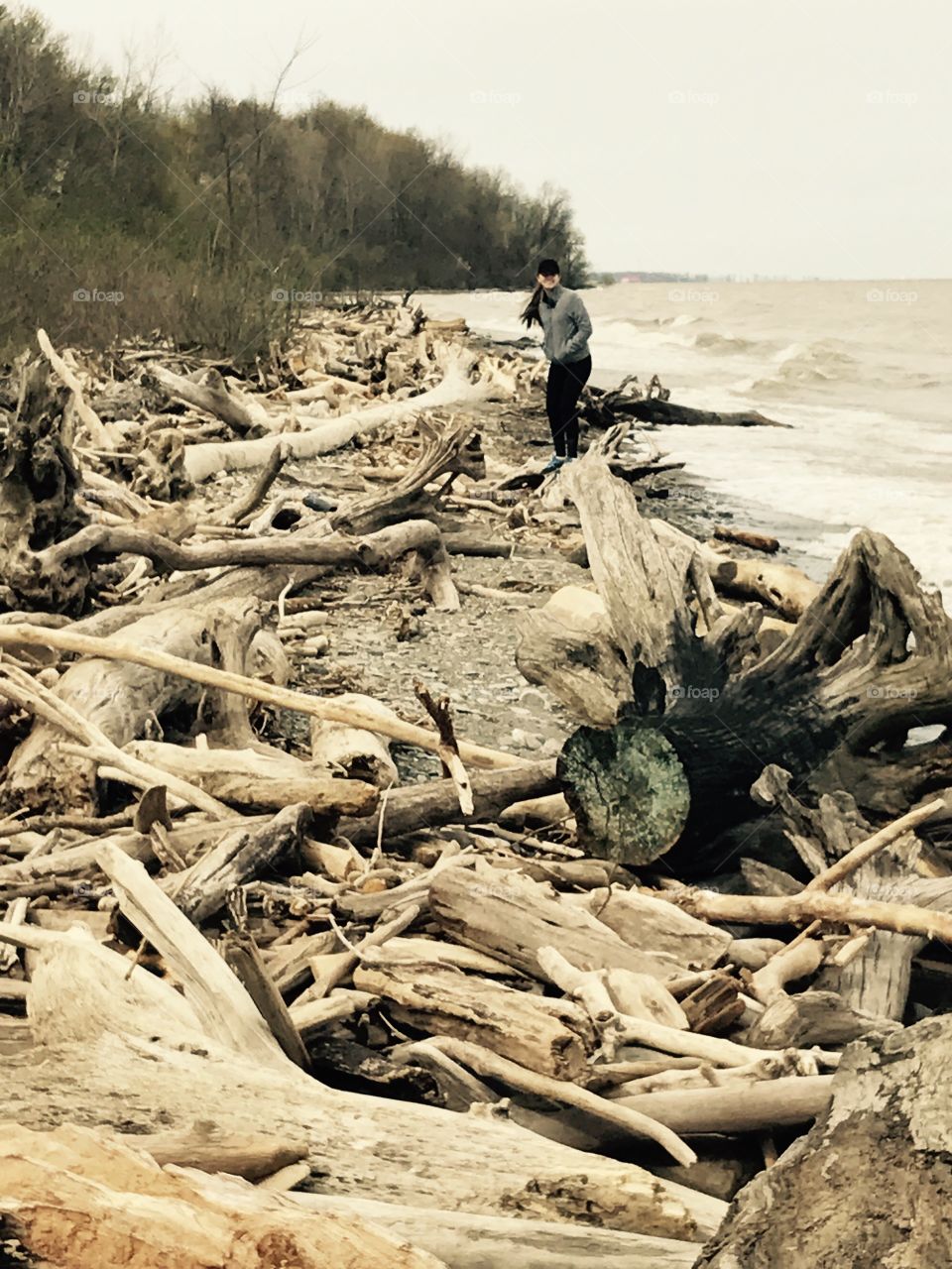 Driftwood Walk 