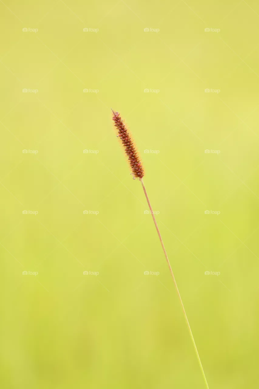 Indian grass flower seeds.