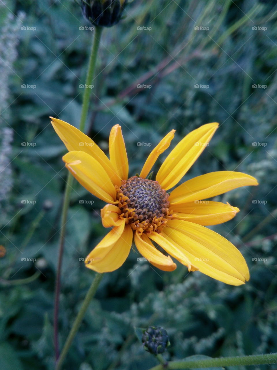 Wundervoll kraftvolle gelbe Blume