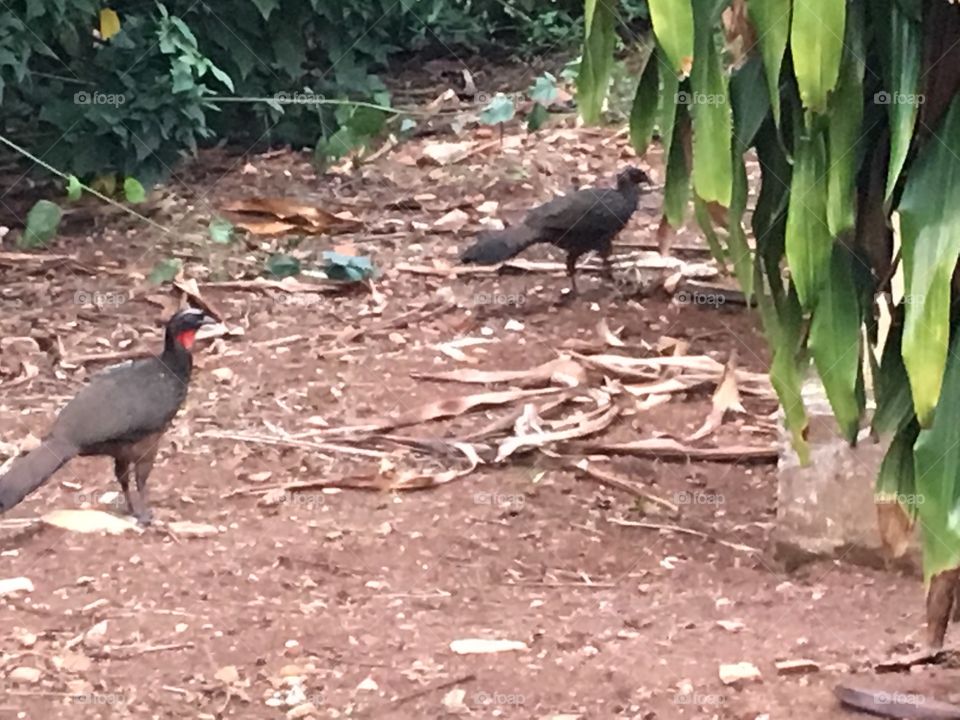 Entardecer na Fazenda Ermida - aqui o céu é mais bonito. Natureza e beleza em harmonia, parte 5 - dois Jacus