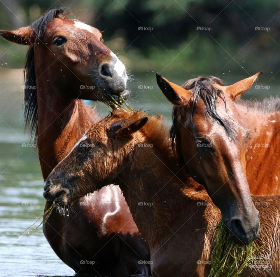 Mother and Sons Eating Eelgrass