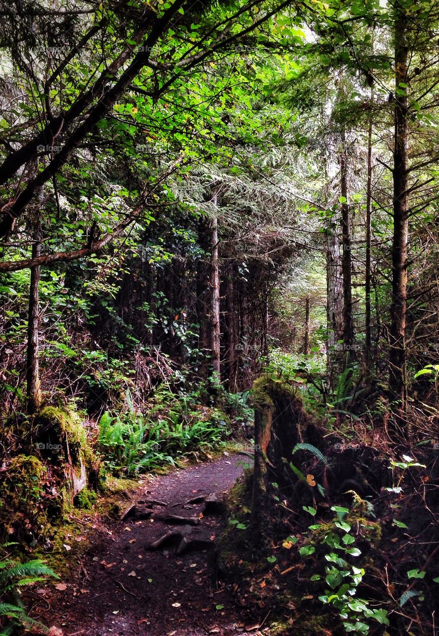 A Path Through the Forest