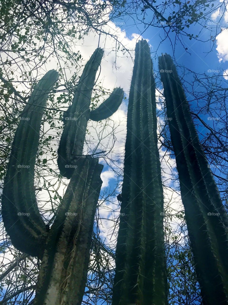 Cacti in Mexico