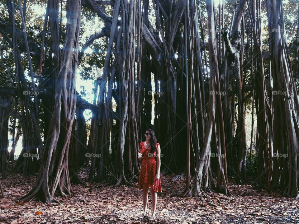 Banyan forest 