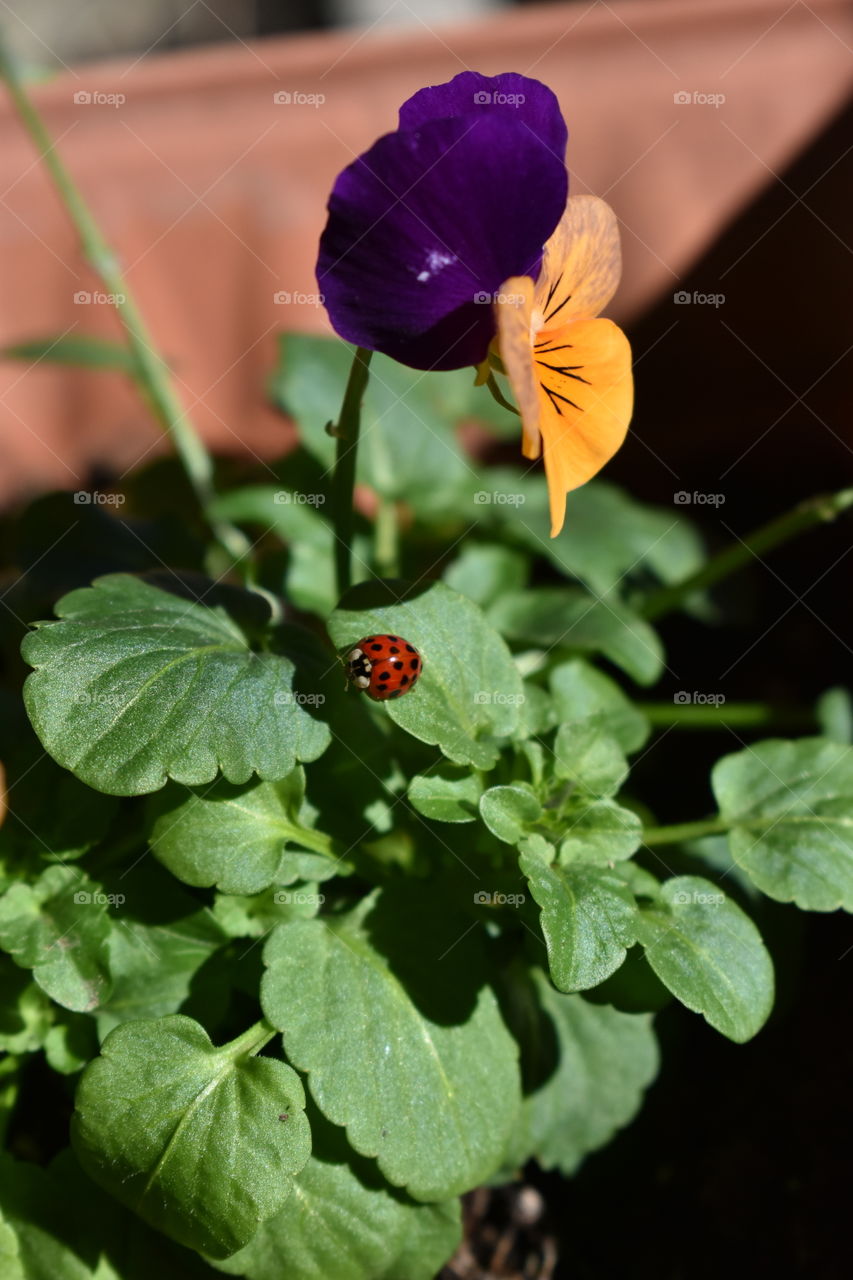 ladybug and a pansy