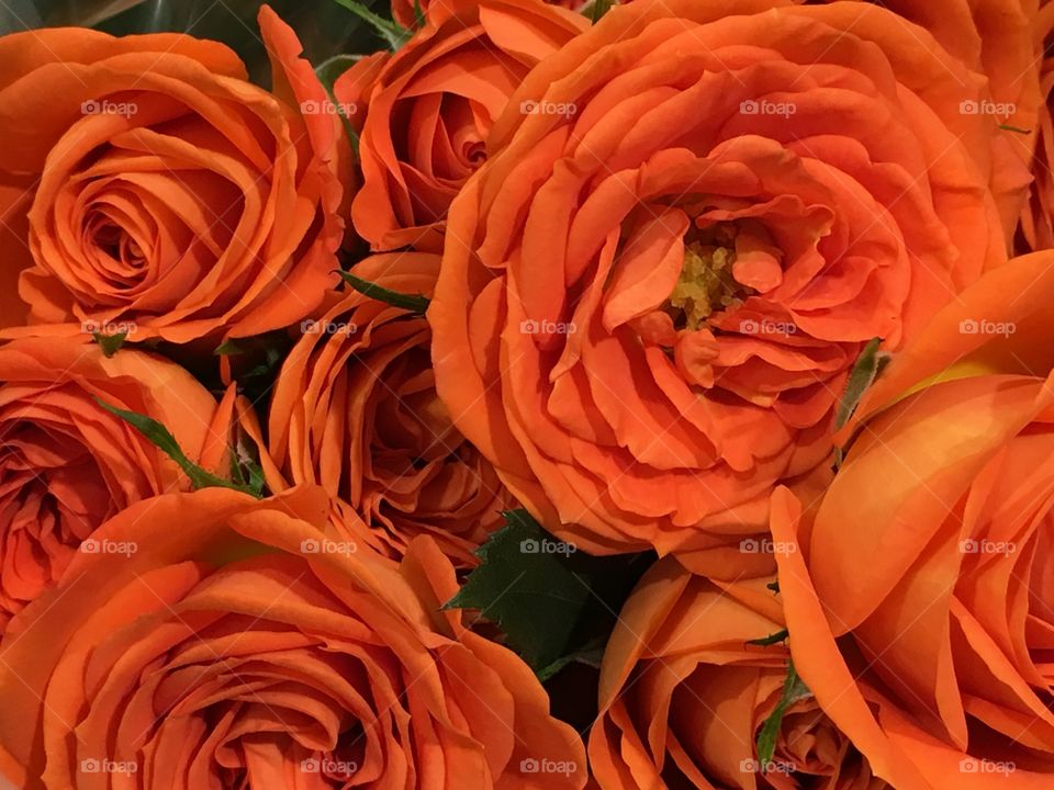 Orange roses