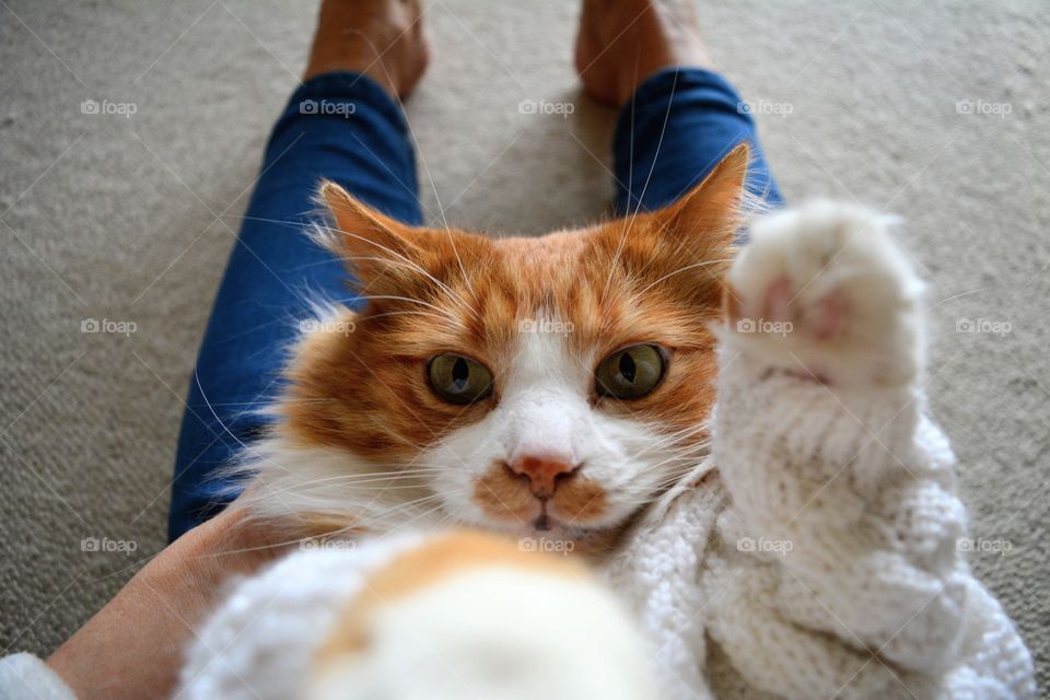 cat pet on a female legs home relaxing