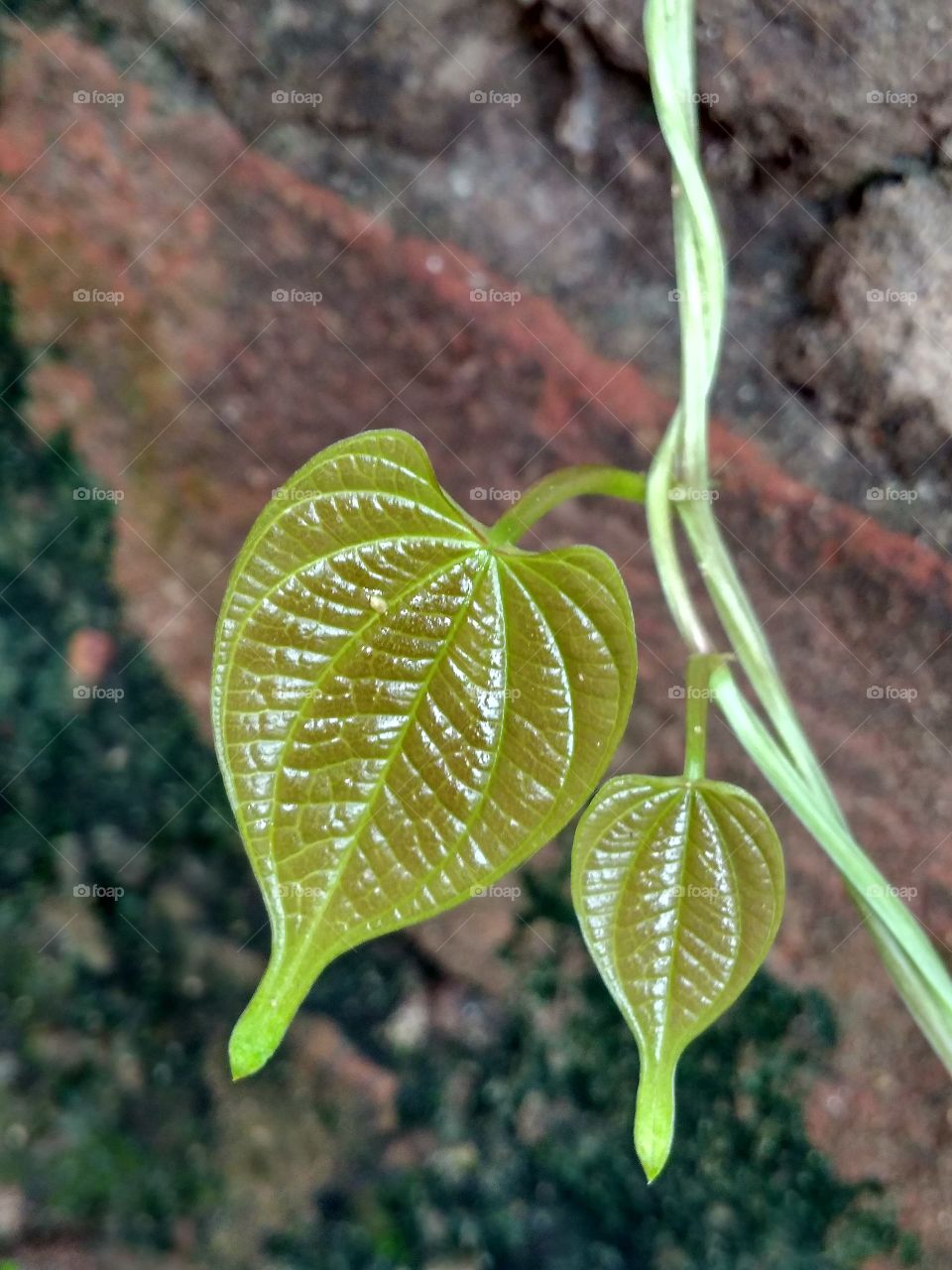 Leaf