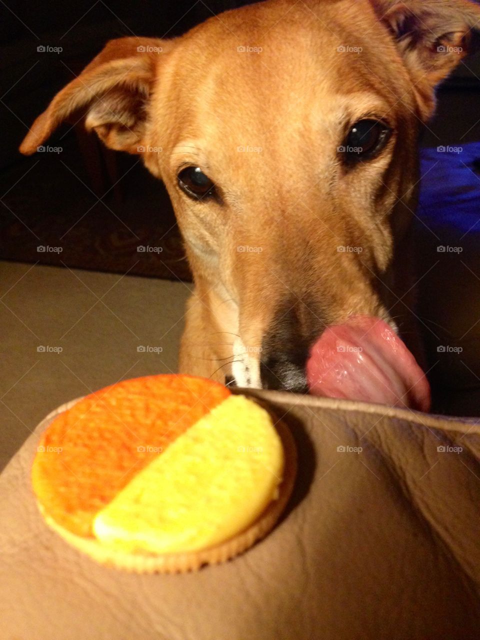 Dog looking at cookie and licking lips.