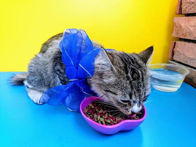 A cute fluffy cat with a blue ribbon bow eats cat food from a purple bowl 45 degree side view.Cats dinner time.Pet dinner time.