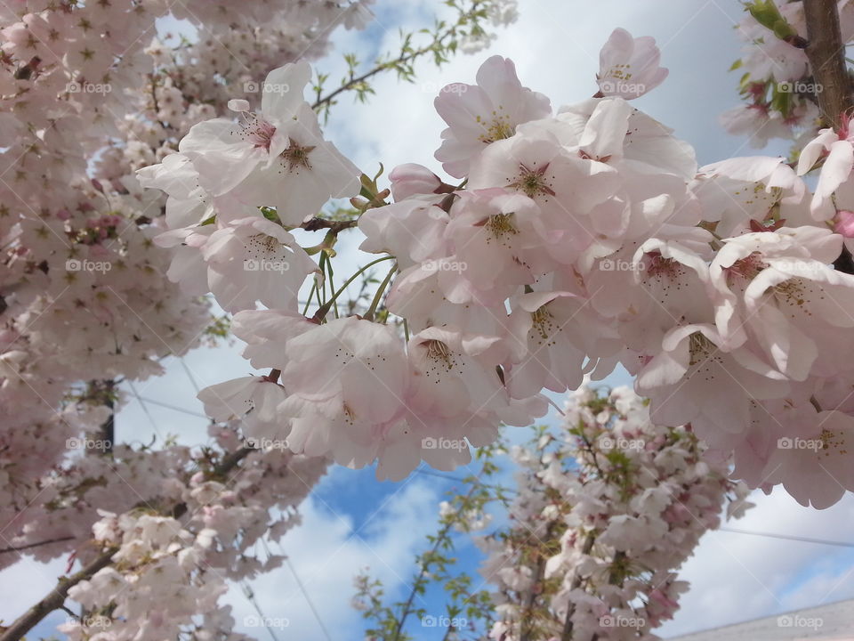 cherry blossom. spring