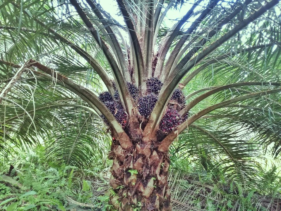 Tree palm oil.that grow well in mineral soils with tropical summer
